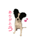 パピヨン犬 白黒（個別スタンプ：1）