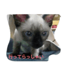 シャム猫ミーチャン（個別スタンプ：10）
