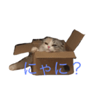 みー太郎VOL,1（個別スタンプ：1）