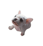 フレンチブルドッグくるみ 子犬（個別スタンプ：4）