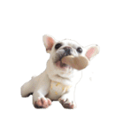 フレンチブルドッグくるみ 子犬（個別スタンプ：35）
