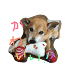 小夢くん スタンプ（個別スタンプ：11）