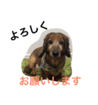 ダックスのアンディくんと愉快な仲間たち2（個別スタンプ：30）