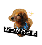 ダックスのアンディくんと愉快な仲間たち2（個別スタンプ：34）