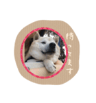 柴犬 くまちゃん（個別スタンプ：16）