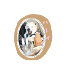 柴犬 くまちゃん（個別スタンプ：20）