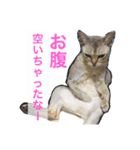 我が家のにゃんズ2（個別スタンプ：11）