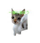 保護ニャン組（個別スタンプ：10）