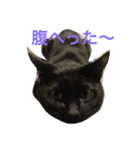 猫で日常会話1（個別スタンプ：1）