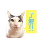 我が家の猫が語る 日常編（個別スタンプ：14）