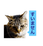 我が家の猫が語る 日常編（個別スタンプ：15）