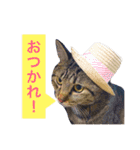 我が家の猫が語る 日常編（個別スタンプ：27）