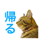 我が家の猫が語る 日常編（個別スタンプ：33）