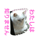でぶねこ2（個別スタンプ：26）