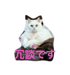 でぶねこ2（個別スタンプ：33）