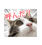 小生意気な猫のだいず（個別スタンプ：3）