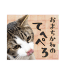 小生意気な猫のだいず（個別スタンプ：25）