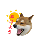 柴犬 テツくん（個別スタンプ：1）