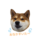 柴犬 テツくん（個別スタンプ：20）