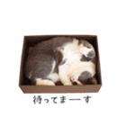 たびにゃんのけっこう使える日常スタンプ（個別スタンプ：19）