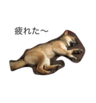 柴犬の日常（＾ω＾）（個別スタンプ：1）