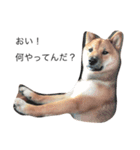 柴犬の日常（＾ω＾）（個別スタンプ：8）