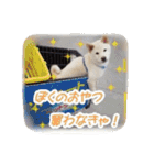 うちの土佐、ポメ、トイ、柴デコボコ家族（個別スタンプ：31）
