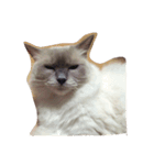 猫のシフォン。（個別スタンプ：4）