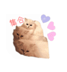 ペルシャ猫のかわいいスタンプ（個別スタンプ：30）