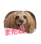 苺ちゃんスタンプ（個別スタンプ：1）