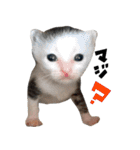 おじゃこ＆こはだFamily♪タイ3兄弟 猫（個別スタンプ：16）