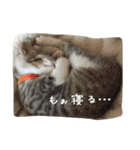 namineko（個別スタンプ：3）
