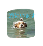 レオンの夏2（個別スタンプ：13）