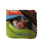 とっっても大好きフクロモモンガ（個別スタンプ：13）