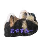 めるまりん3（個別スタンプ：3）