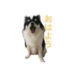白黒チワワのピース（個別スタンプ：2）