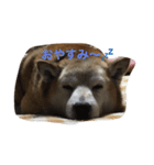 栗田の柴犬みかんちゃん（個別スタンプ：4）