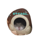 ハムスターとの生活（個別スタンプ：1）