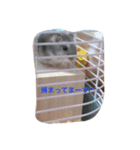 ハムスターとの生活（個別スタンプ：8）