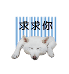 white dog Lucky（個別スタンプ：6）