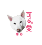 white dog Lucky（個別スタンプ：12）