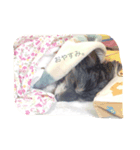 わが家の大阪弁ろびんちゃん。（個別スタンプ：3）