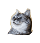 肥った猫です（個別スタンプ：1）
