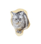 肥った猫です（個別スタンプ：2）