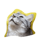 肥った猫です（個別スタンプ：6）
