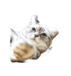 肥った猫です（個別スタンプ：7）