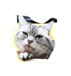 肥った猫です（個別スタンプ：9）