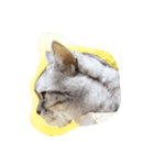 肥った猫です（個別スタンプ：10）