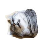 肥った猫です（個別スタンプ：14）