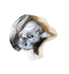 肥った猫です（個別スタンプ：15）